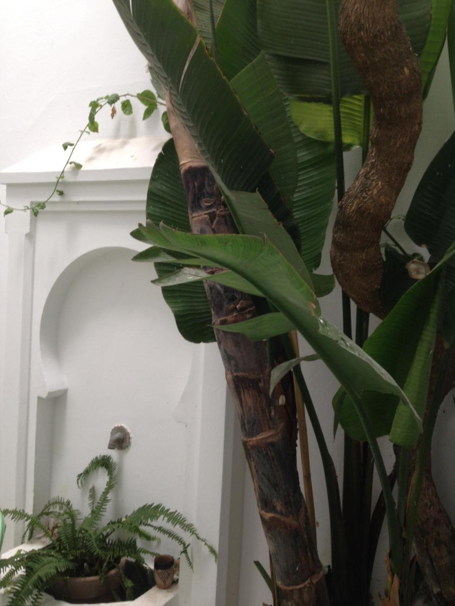 Casabonita Villa Asilah Kültér fotó